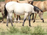 Saltys Sophy Hancock's 2020 Colt